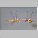 Sympetrum striolatum - Grosse Heidelibelle 00a.jpg